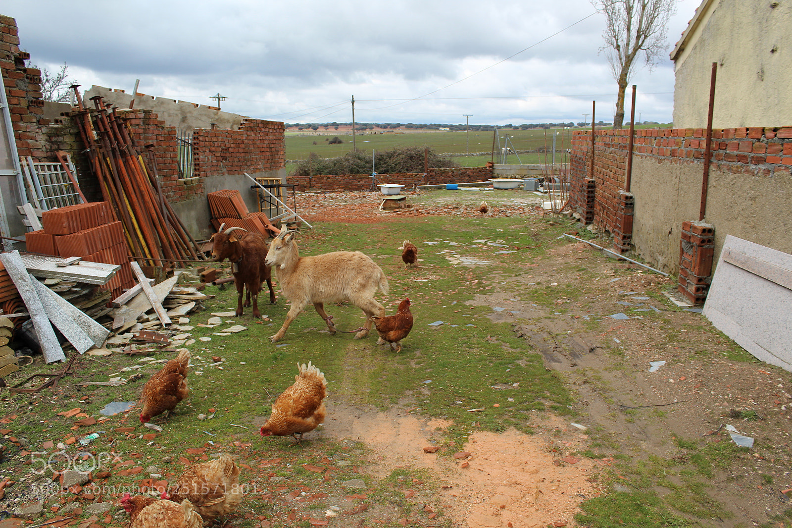 Canon EOS 1300D (EOS Rebel T6 / EOS Kiss X80) sample photo. Cabras entre gallinas photography