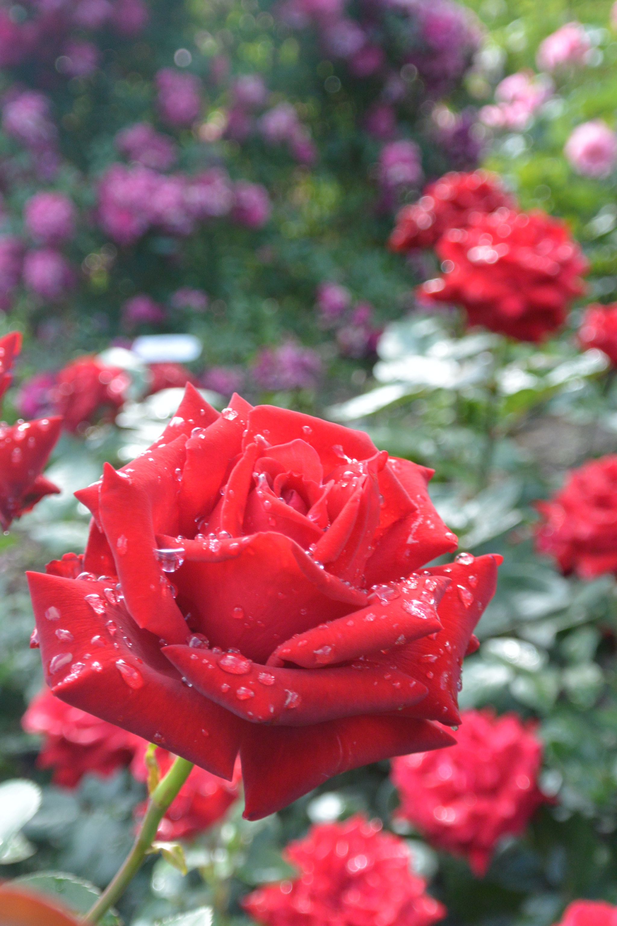 Nikon 1 V2 sample photo. Rose photography