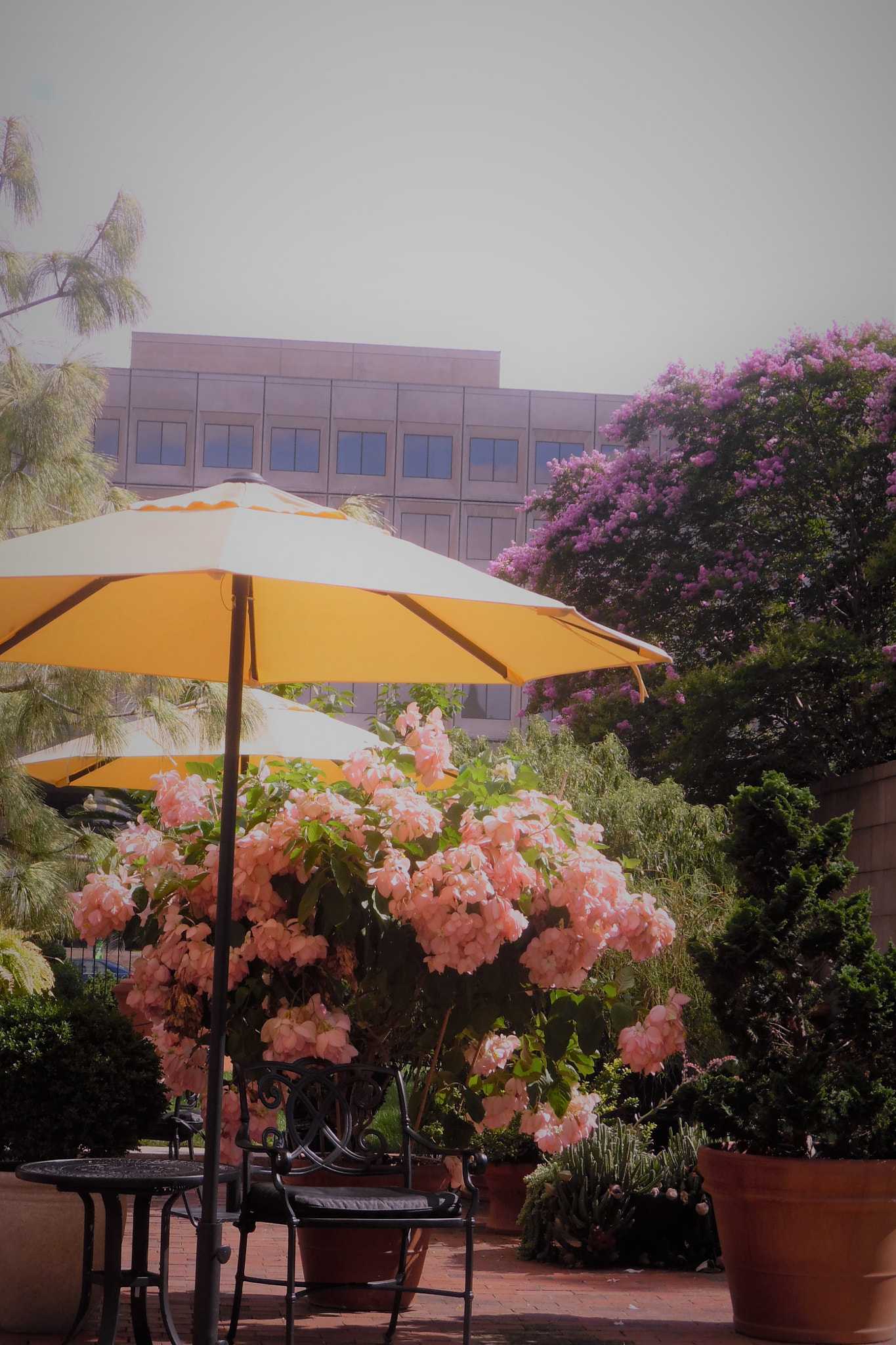 Samsung WB35F/WB36F/WB37F sample photo. Parasol on a hot summer day photography