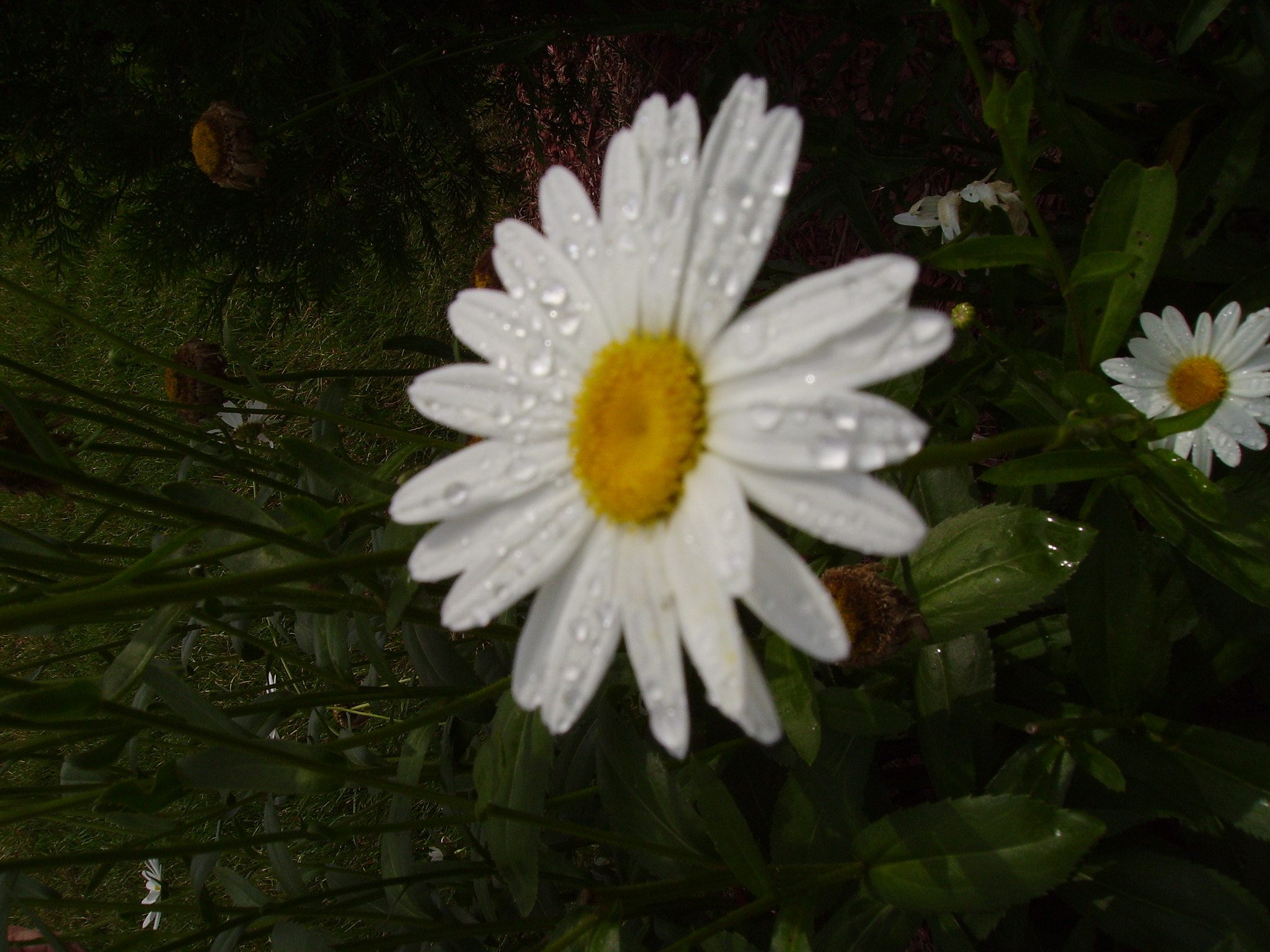 CAMERA 5MP-9Q3 sample photo. Digital camera photography
