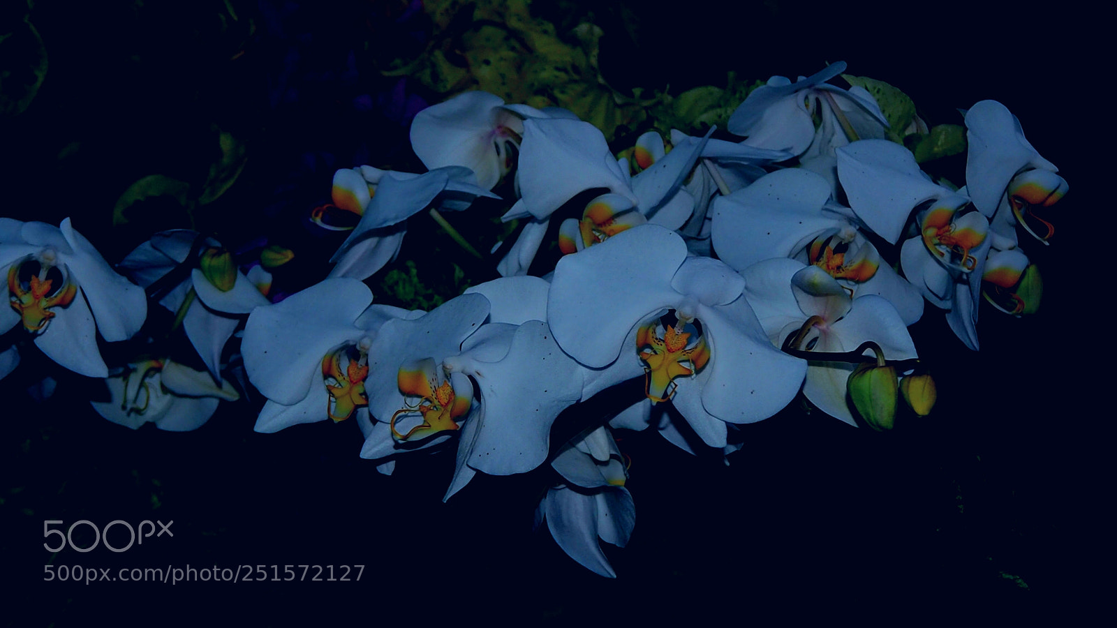 Olympus OM-D E-M10 II sample photo. The orchid photography