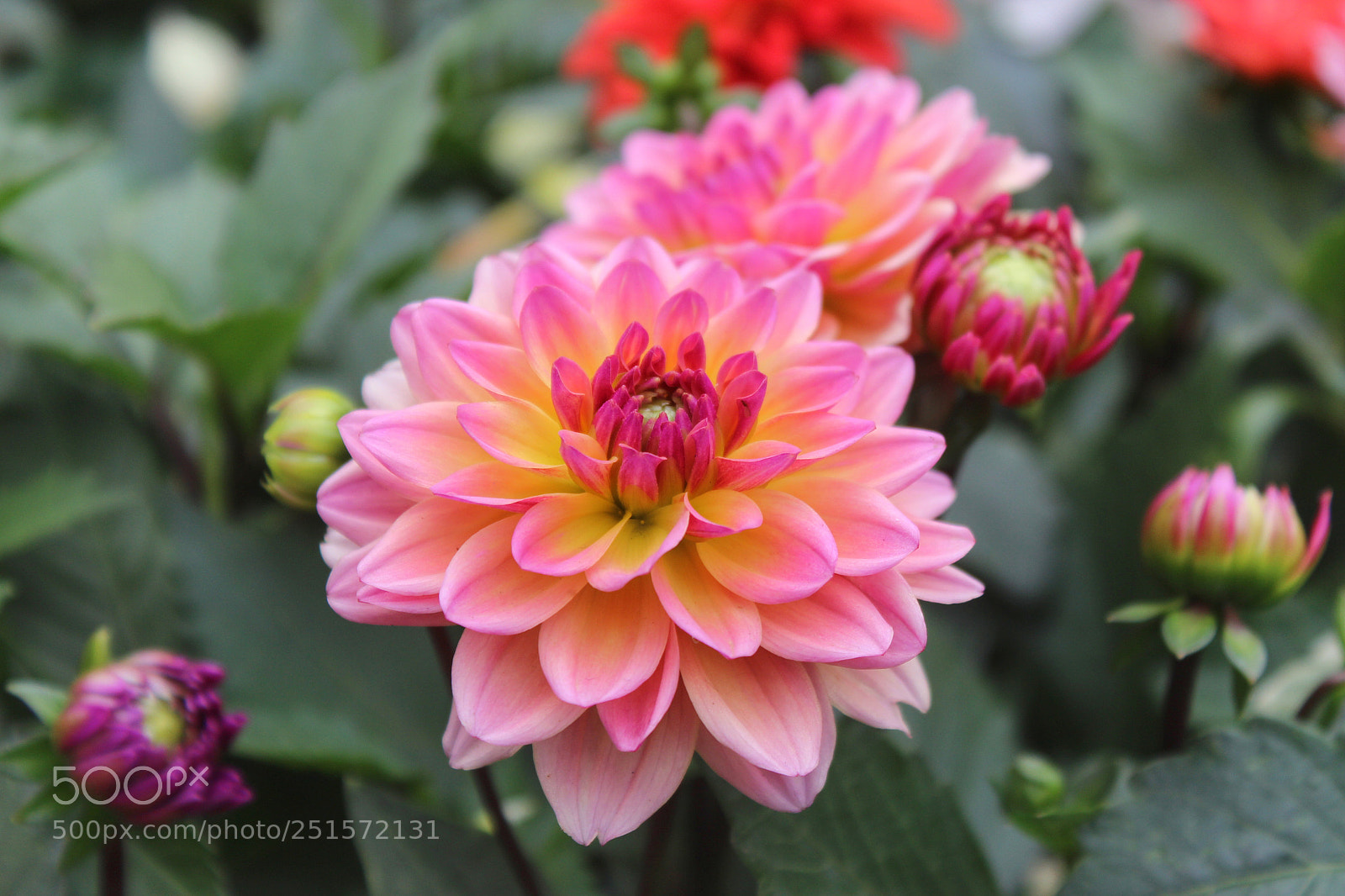 Canon EOS 600D (Rebel EOS T3i / EOS Kiss X5) sample photo. Flowers photography