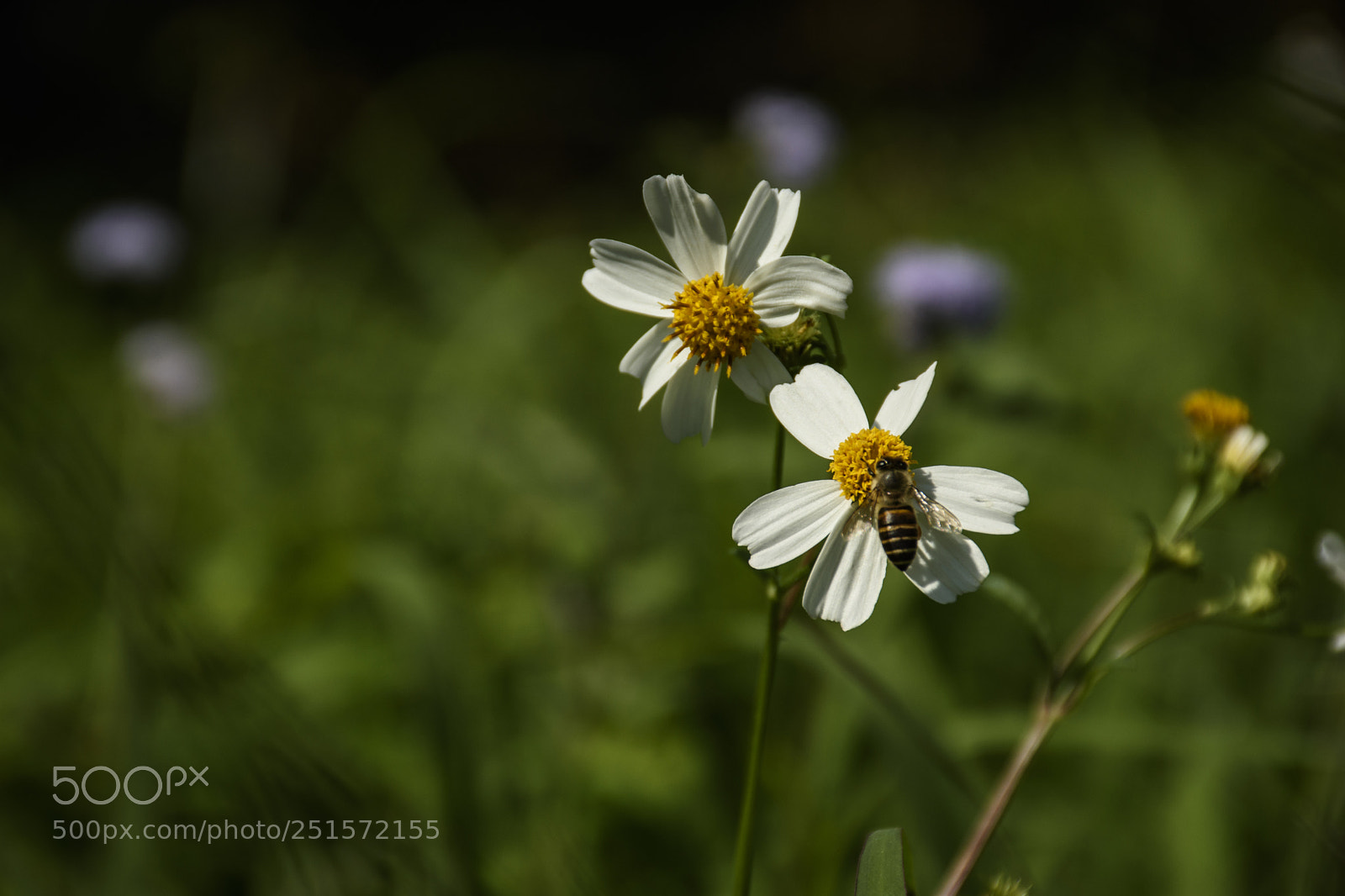 Nikon D7200 sample photo. Untitled photography