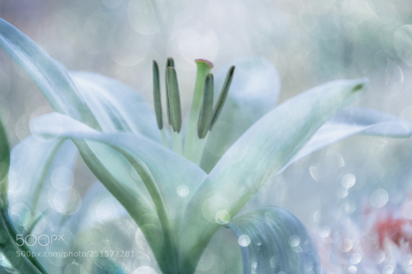 Nikon D5200 sample photo. Secrets of lilys photography