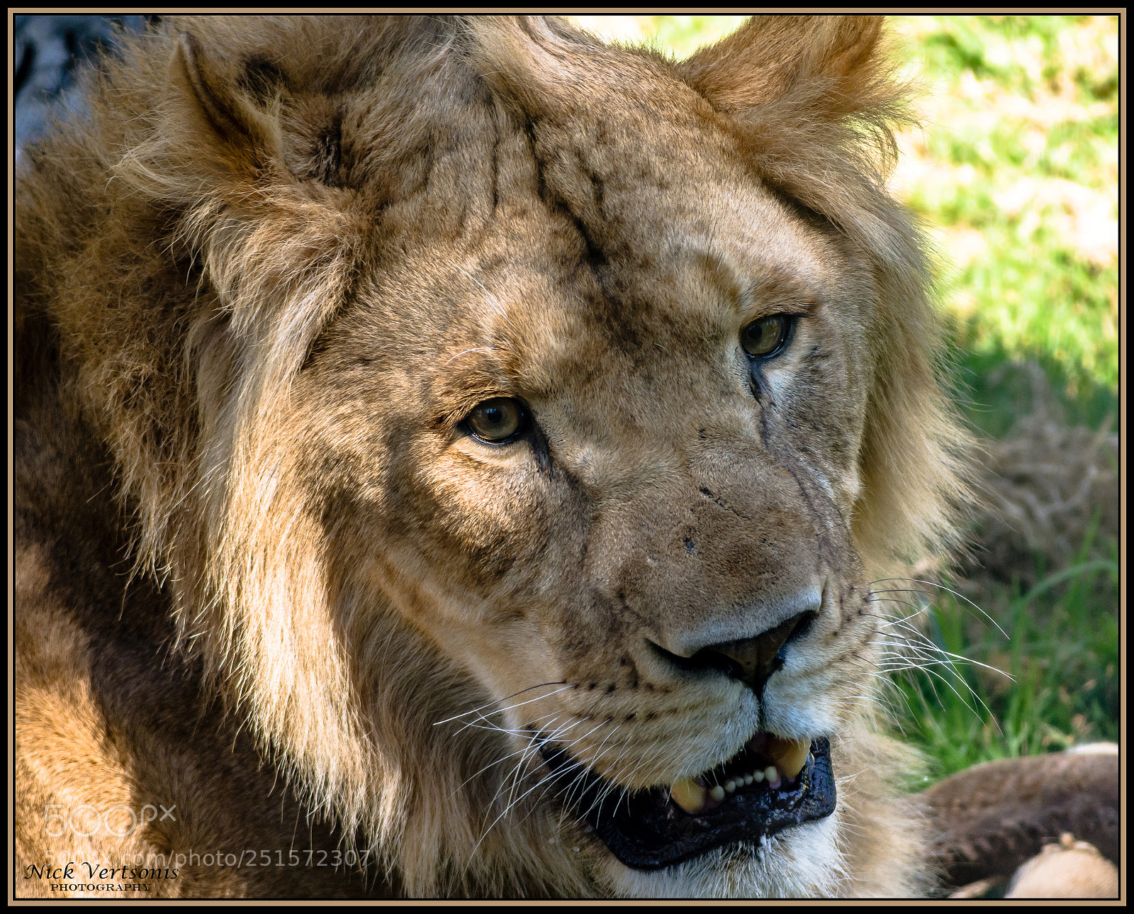 Nikon D7200 sample photo. Long live the king... photography