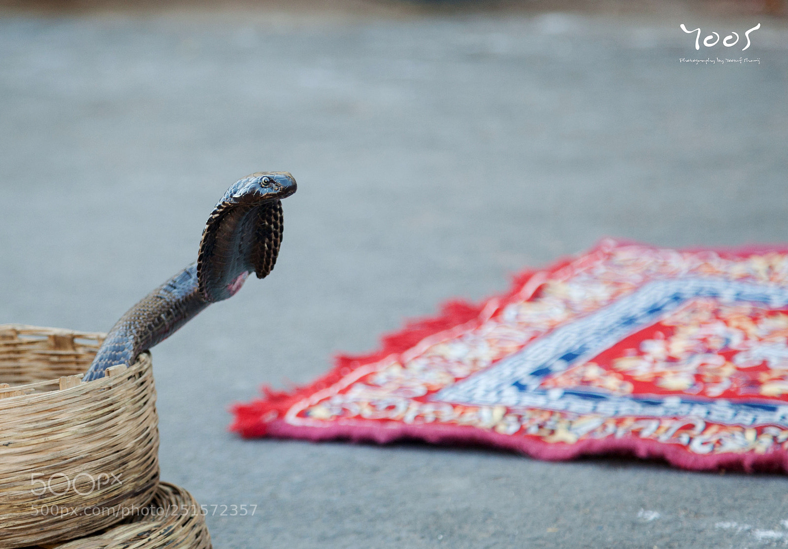 Canon EOS 5D Mark II sample photo. Snake charmer photography