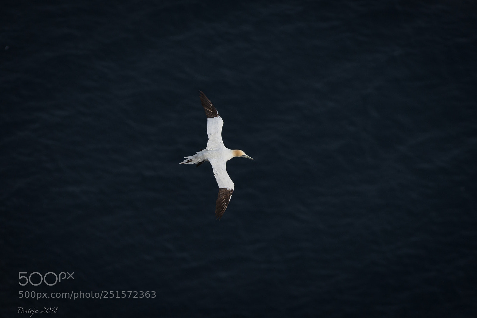 Nikon D600 sample photo. Above the sea photography