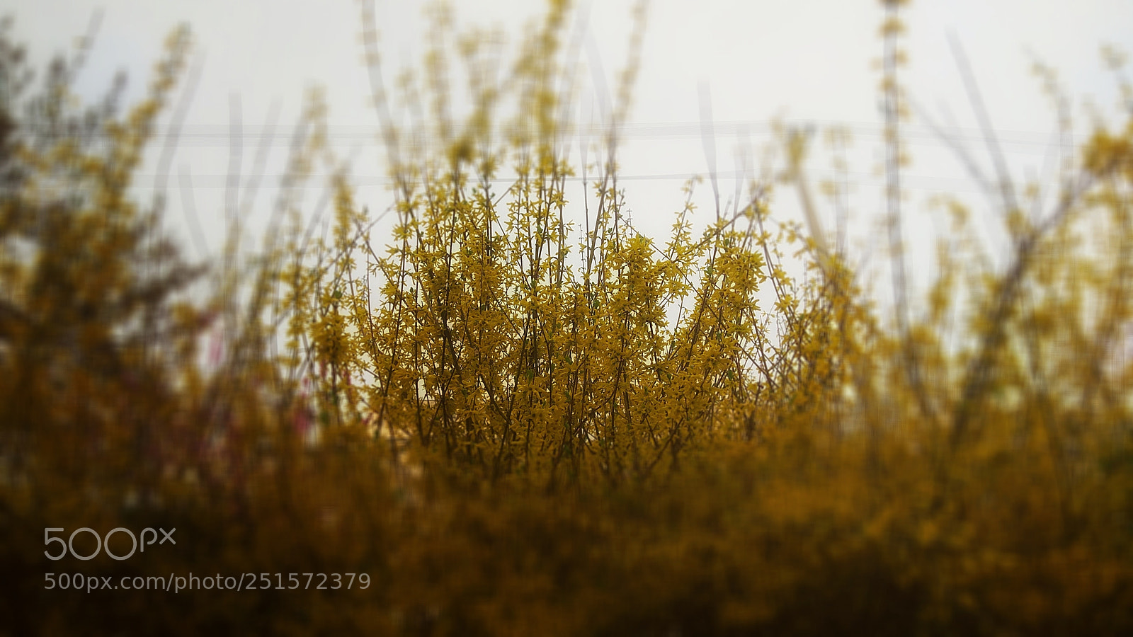 Xiaomi Redmi Note 4X sample photo. Untitled photography
