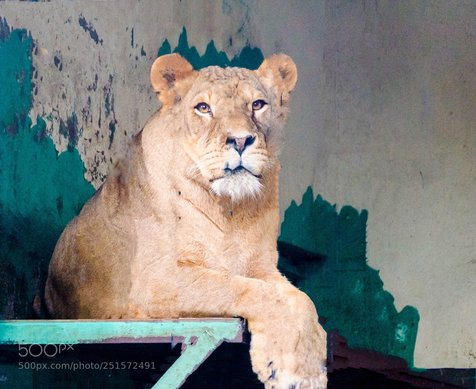 Nikon D7000 sample photo. A lion photography
