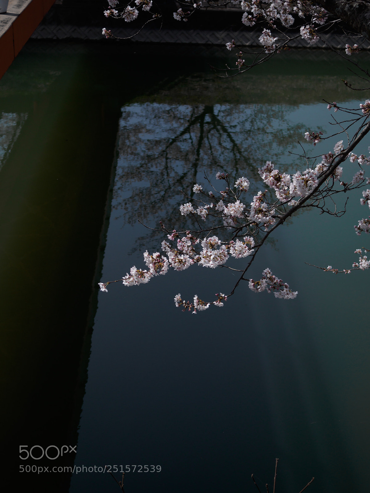 Olympus OM-D E-M5 II sample photo. Sakura photography