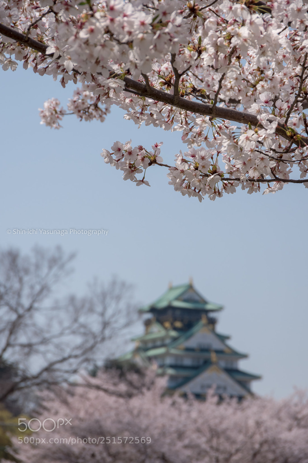 Pentax K-70 sample photo. Cherry blossoms with castle photography