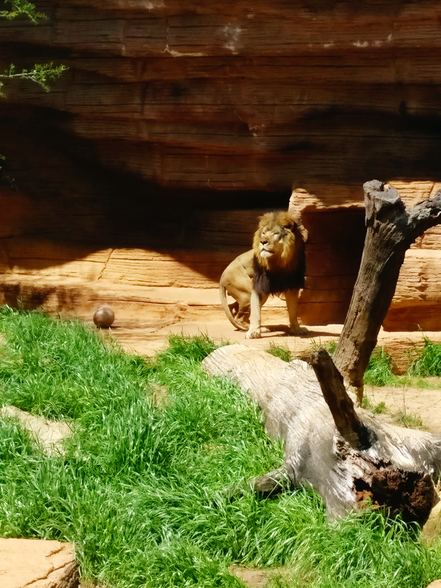 OnePlus A3000 sample photo. Proud king photography