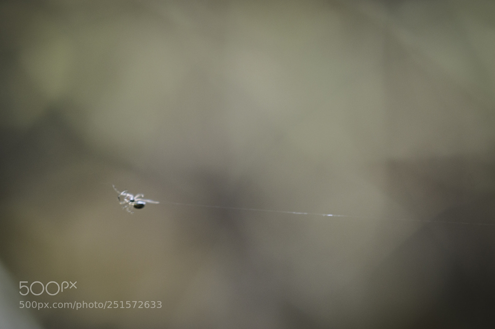 Nikon D3200 sample photo. Spider photography