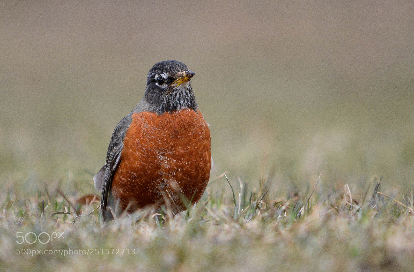 Nikon D3200 sample photo. Robin looking slightly to photography
