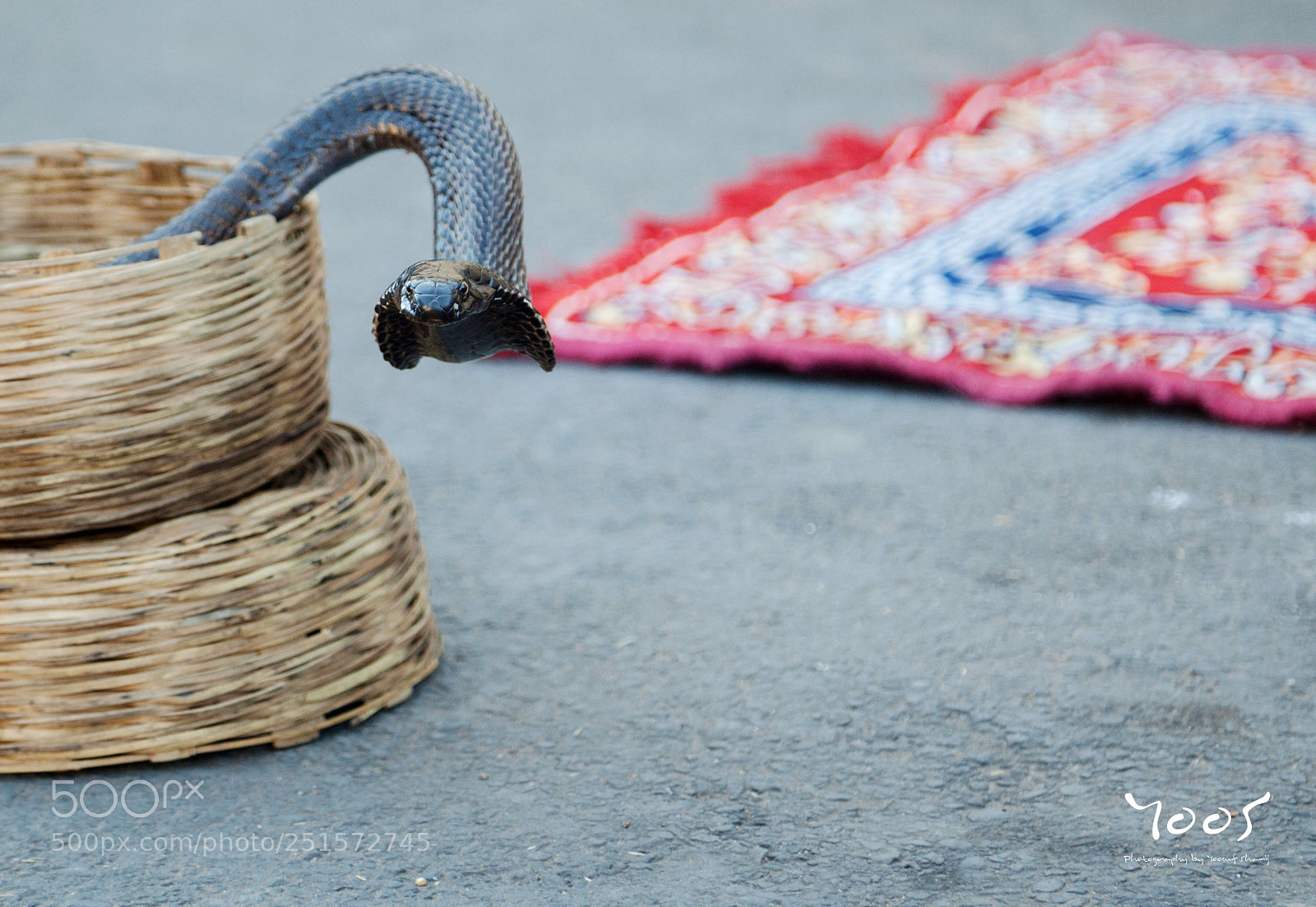 Canon EOS 5D Mark II sample photo. Snake charmer photography