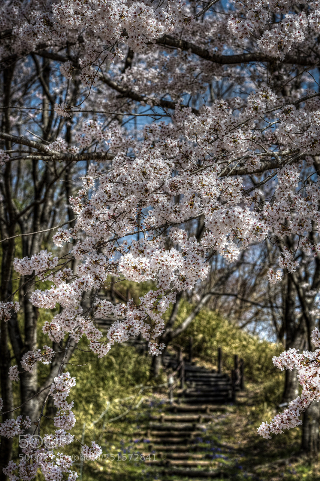 Nikon D5 sample photo. Untitled photography