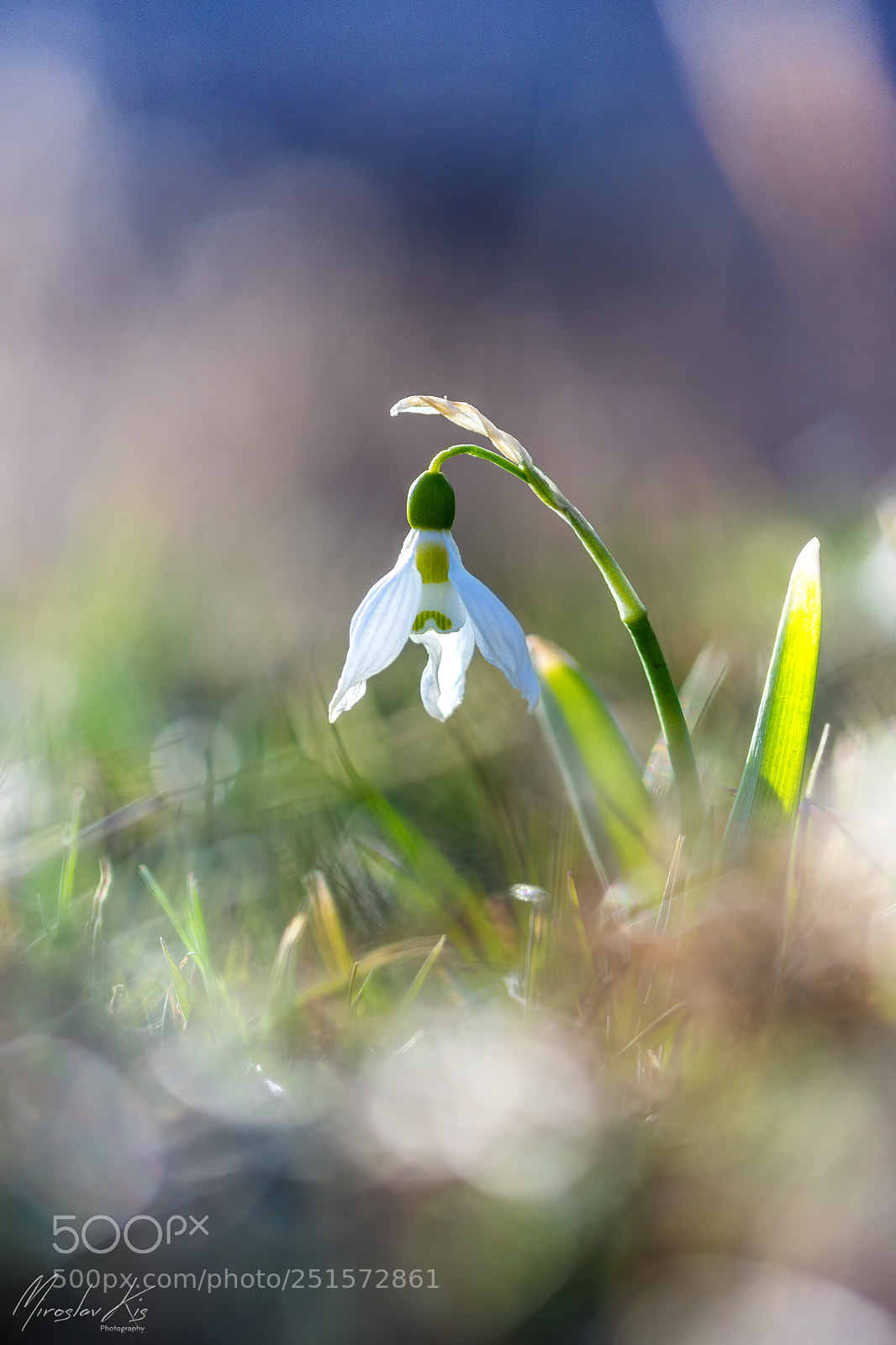 Nikon D7200 sample photo. Galanthus nivalis photography