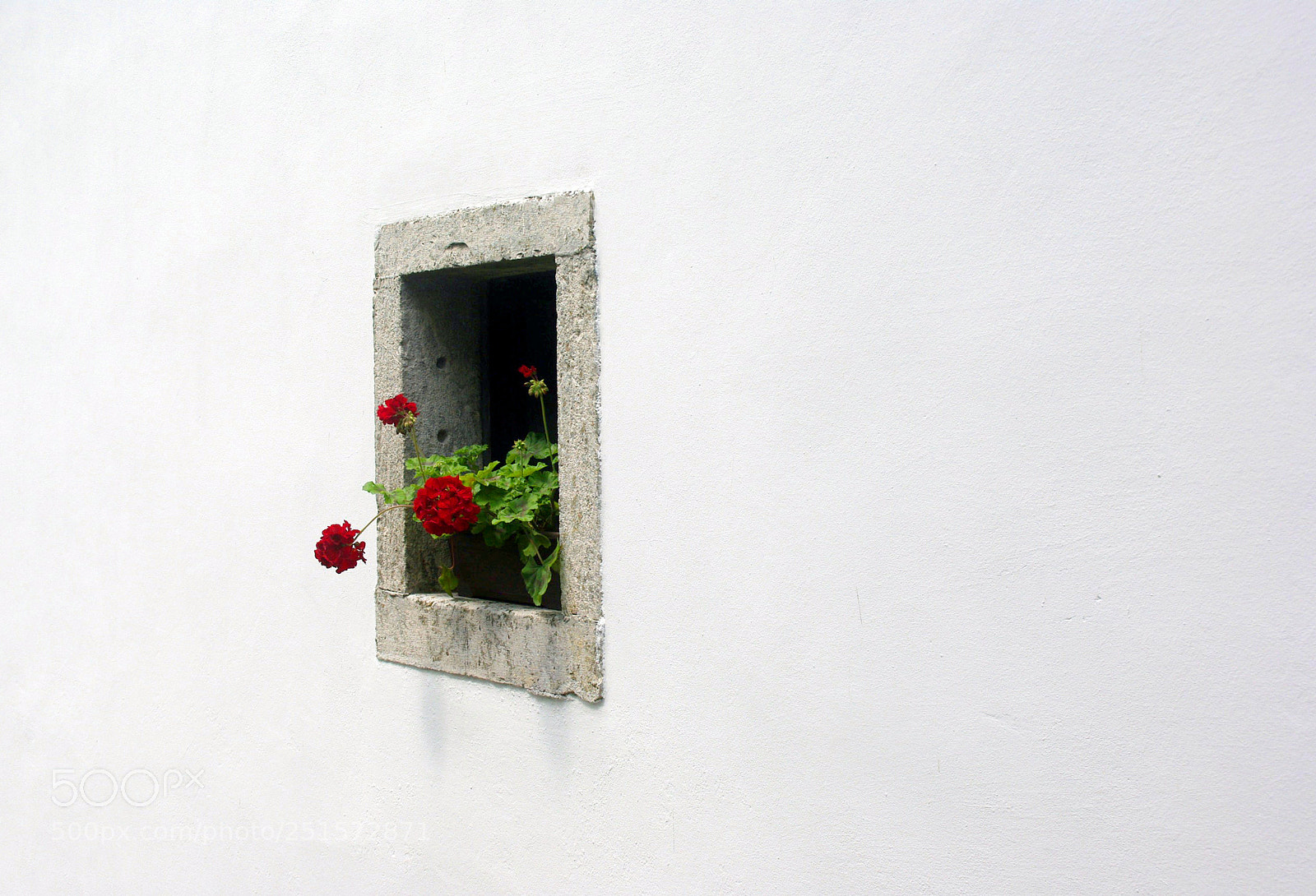 Pentax K200D sample photo. Geranio photography