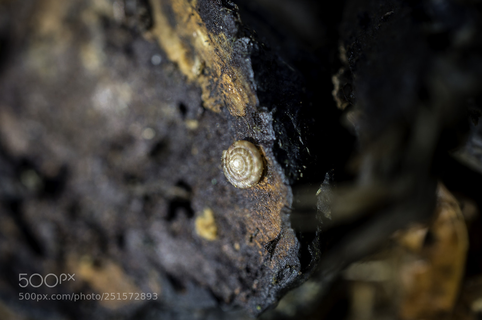 Nikon D3200 sample photo. Snailshell photography