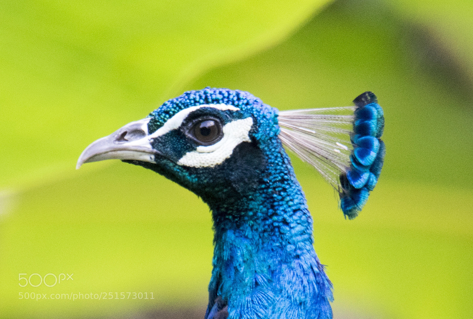 Nikon D5300 sample photo. Birds photography