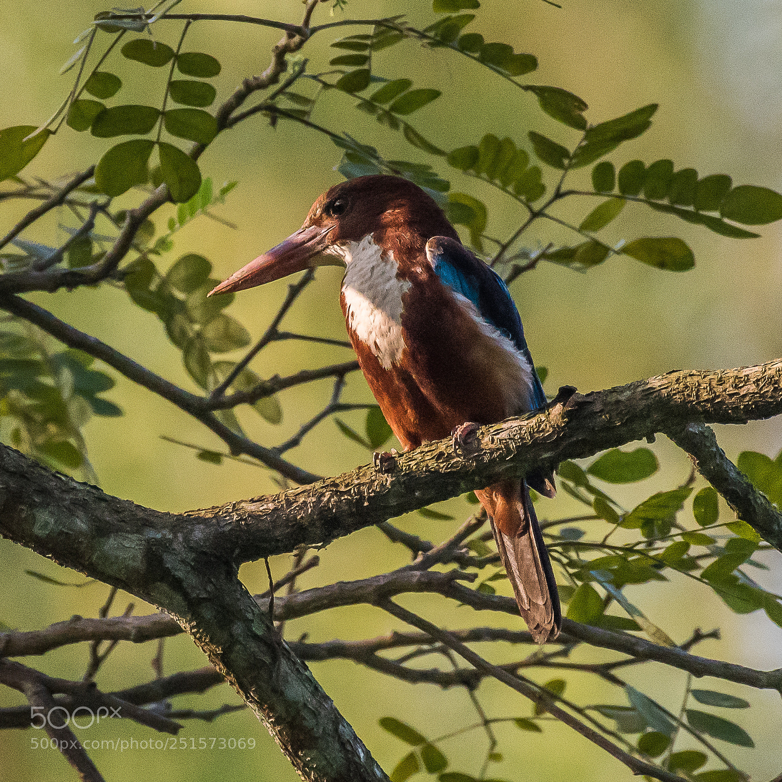 Nikon D5500 sample photo. White-throated kingfisher photography
