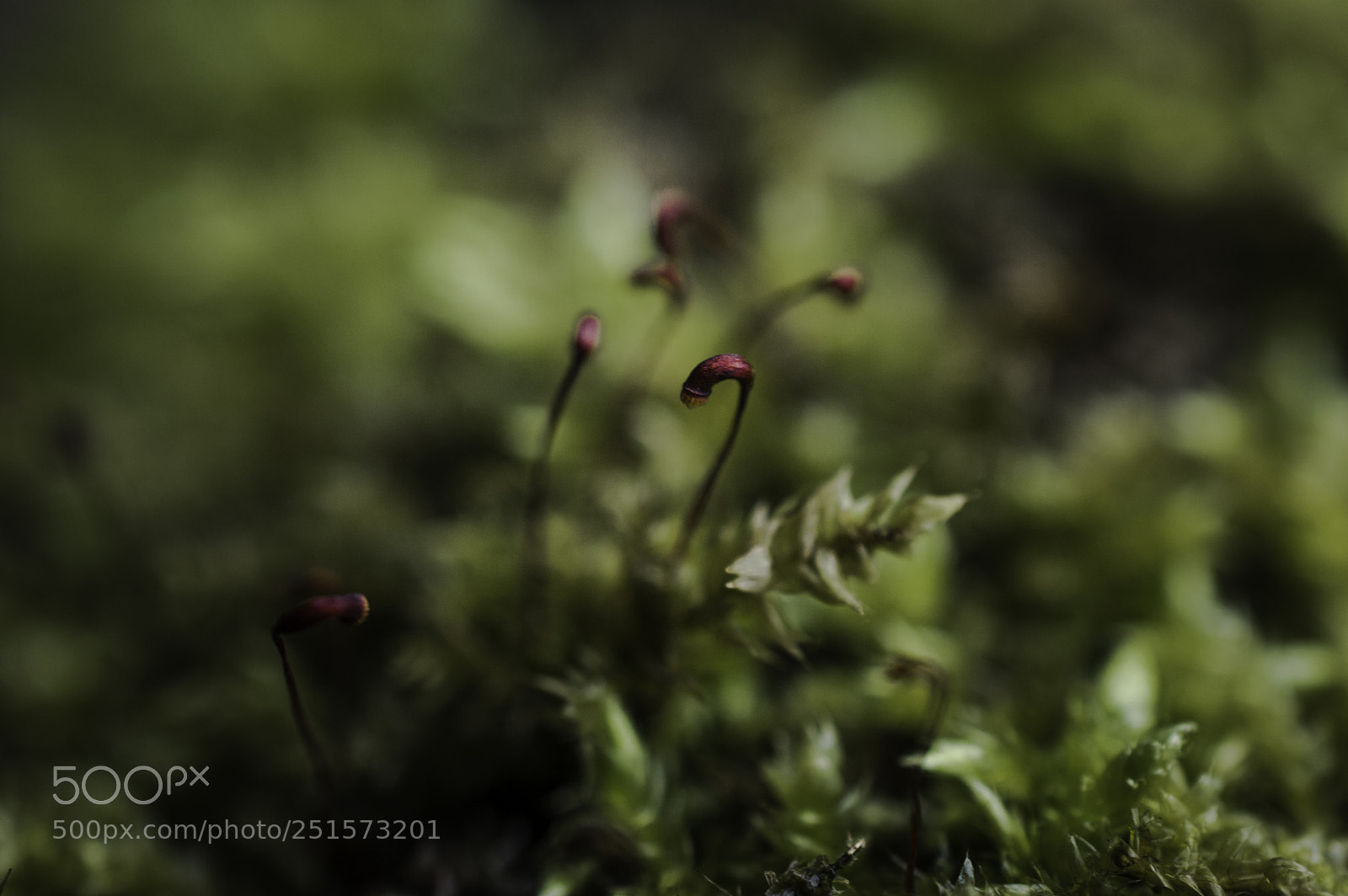 Nikon D3200 sample photo. Plants photography
