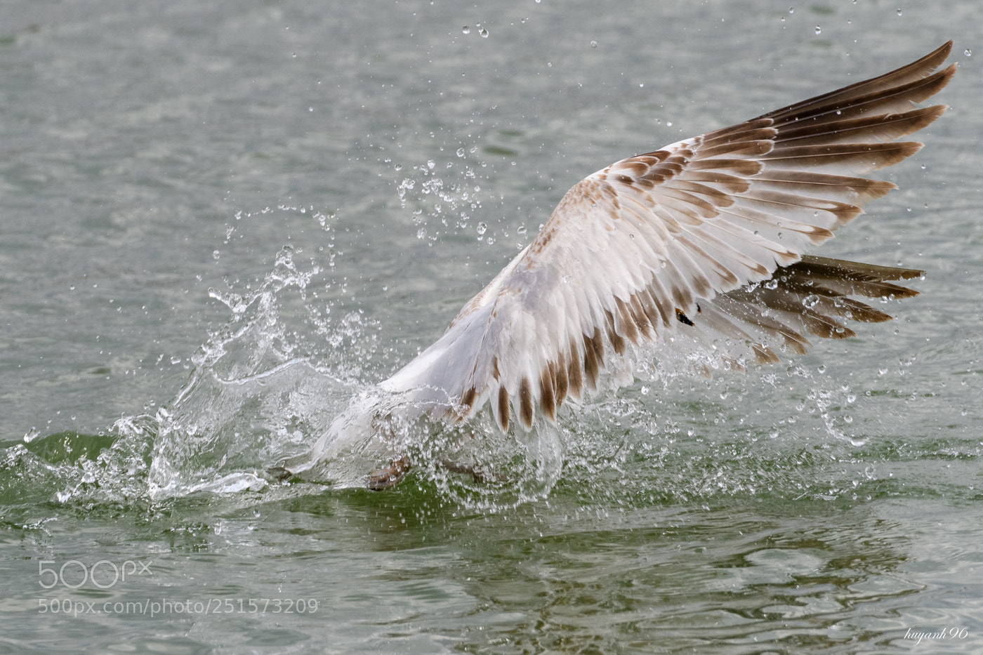 Nikon D500 sample photo. Taking off photography