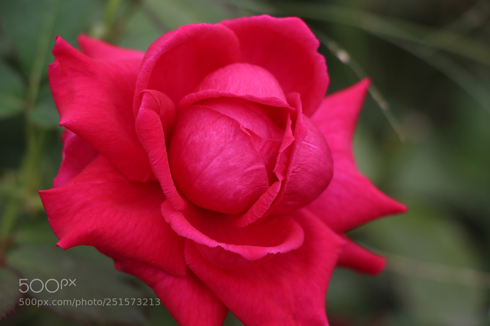 Canon EOS 700D (EOS Rebel T5i / EOS Kiss X7i) sample photo. Rose photography