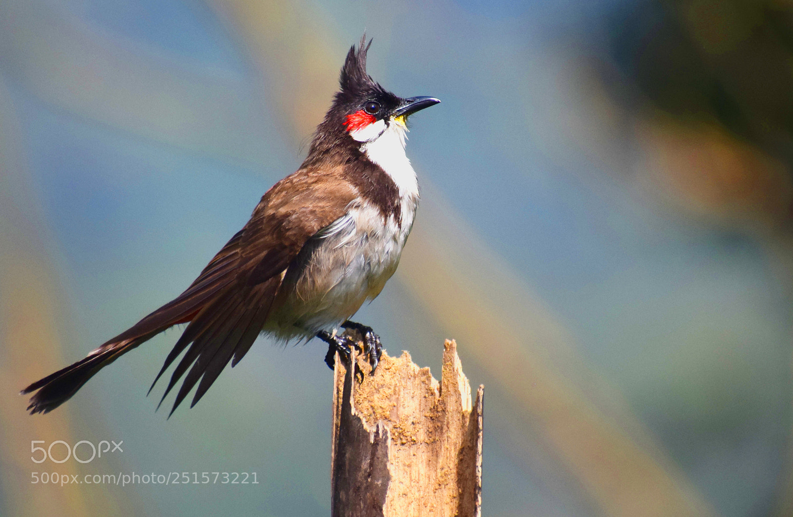 Nikon D5300 sample photo. Birds photography
