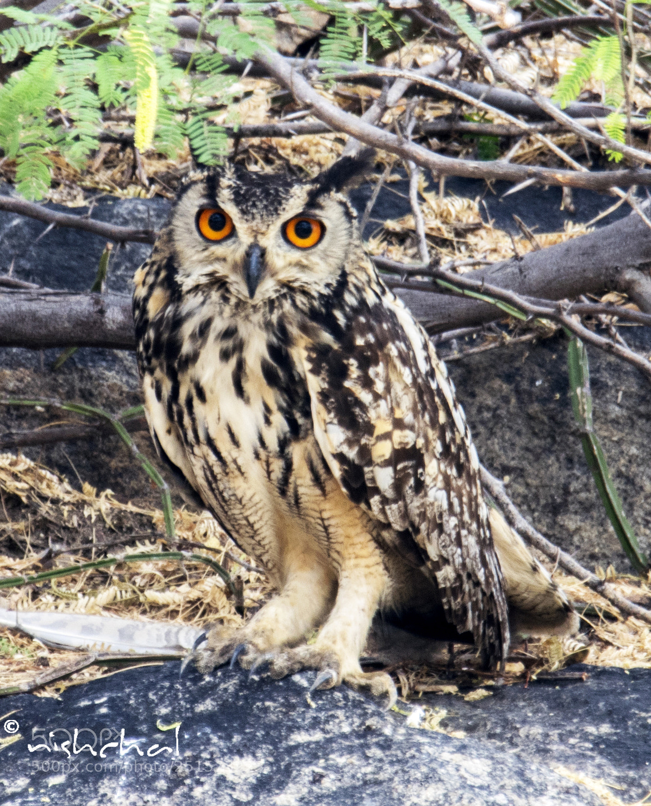 Nikon D5300 sample photo. Birds photography