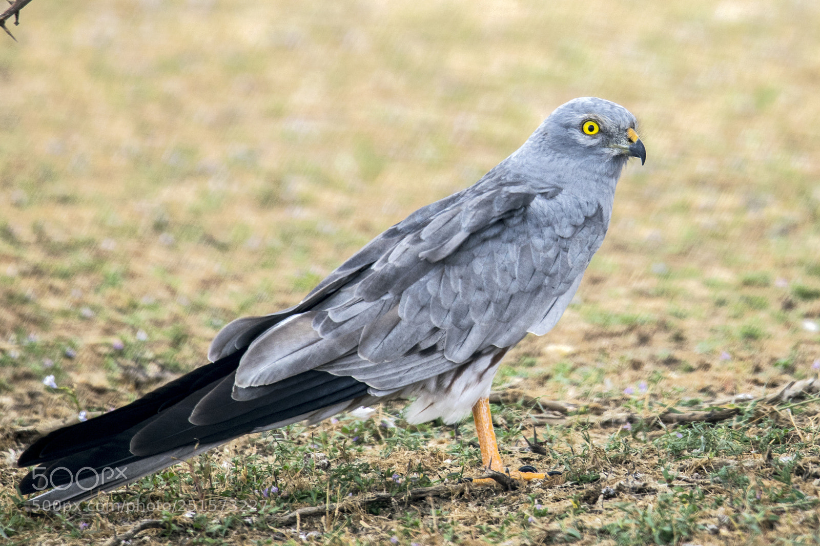 Nikon D5300 sample photo. Birds photography