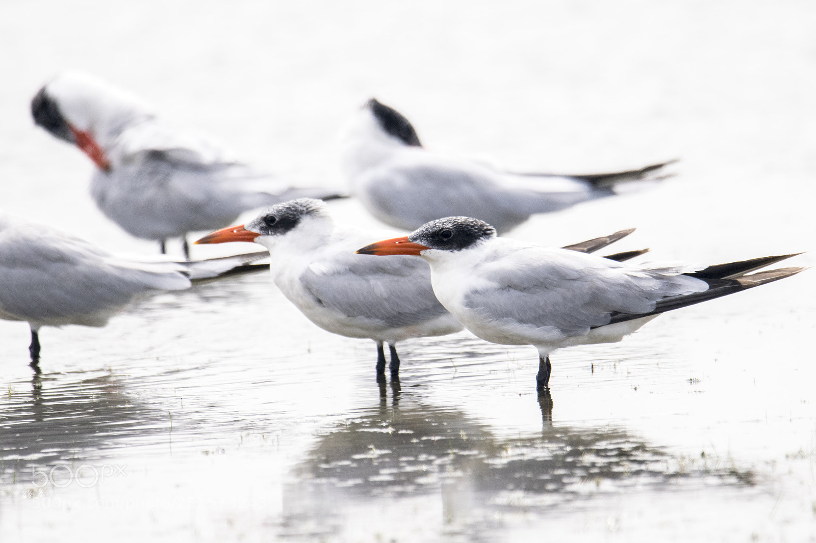 Nikon D5300 sample photo. Birds photography