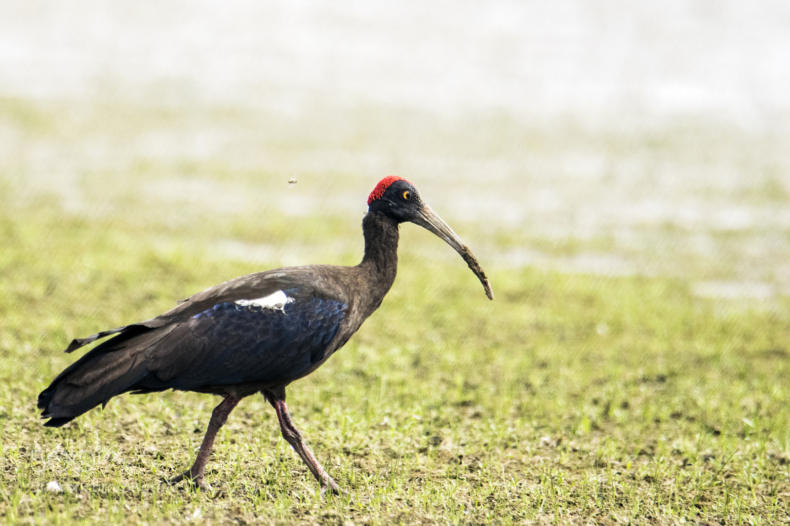 Nikon D5300 sample photo. Birds photography
