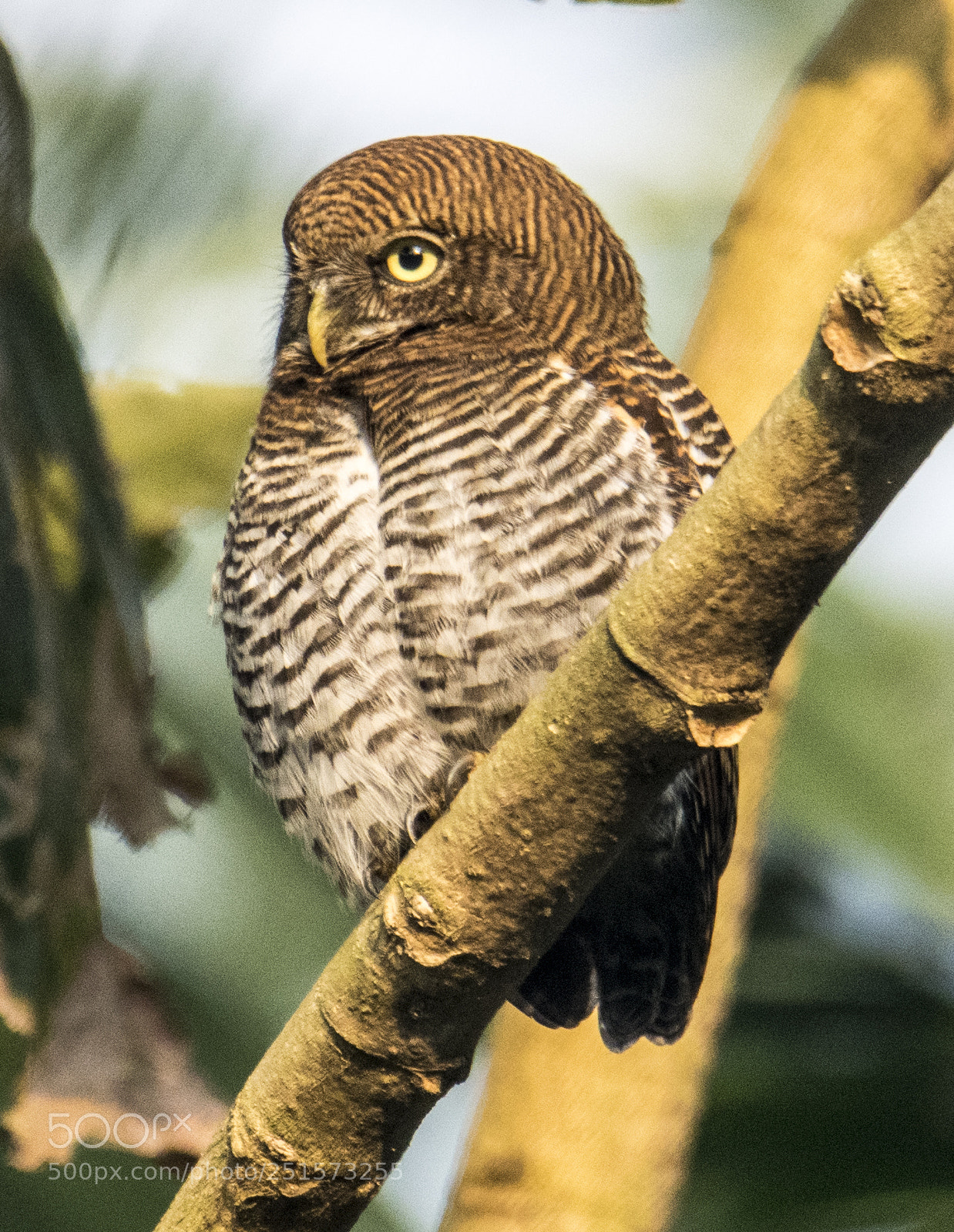 Nikon D5300 sample photo. Birds photography