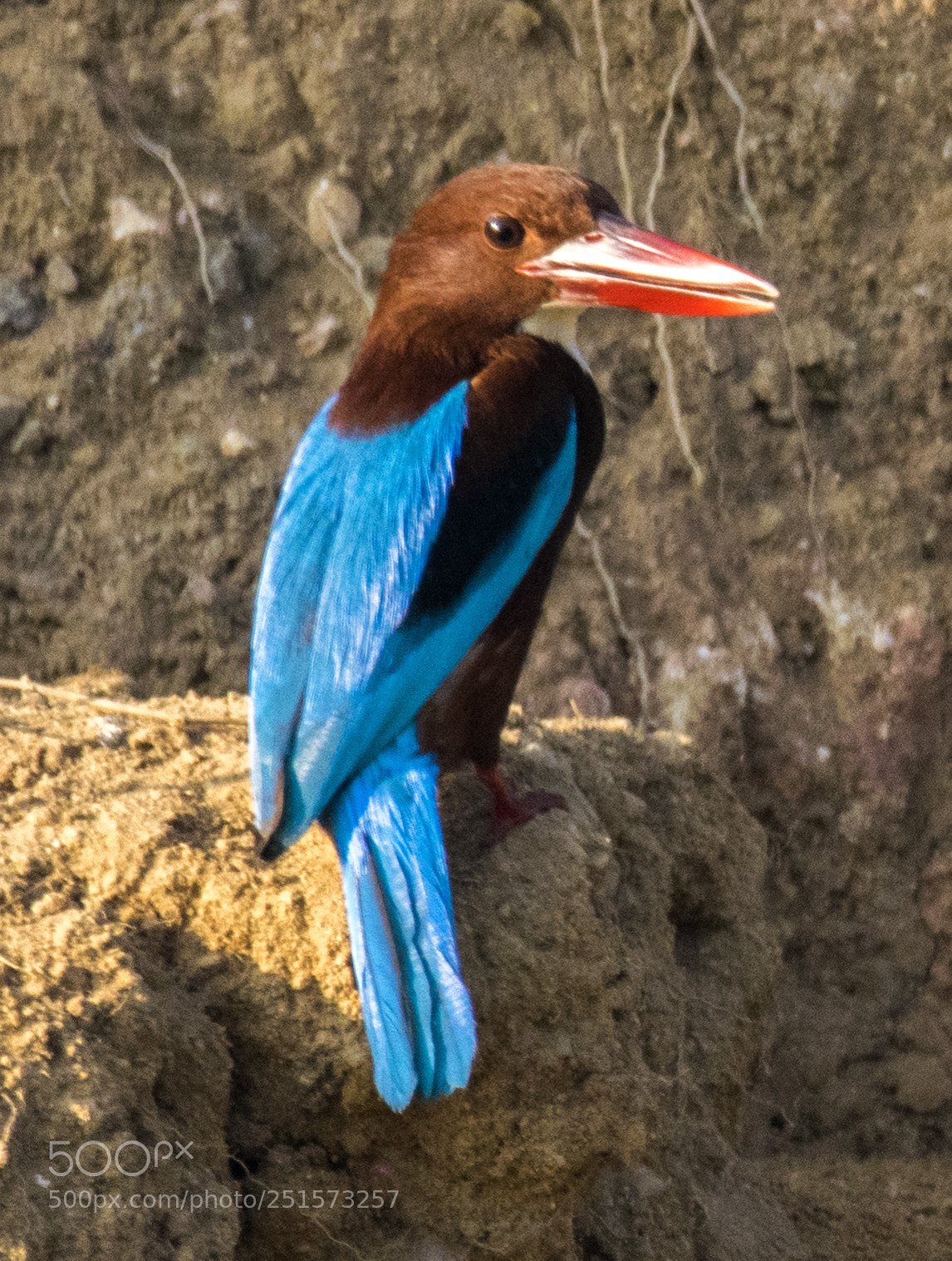 Nikon D5300 sample photo. Birds photography