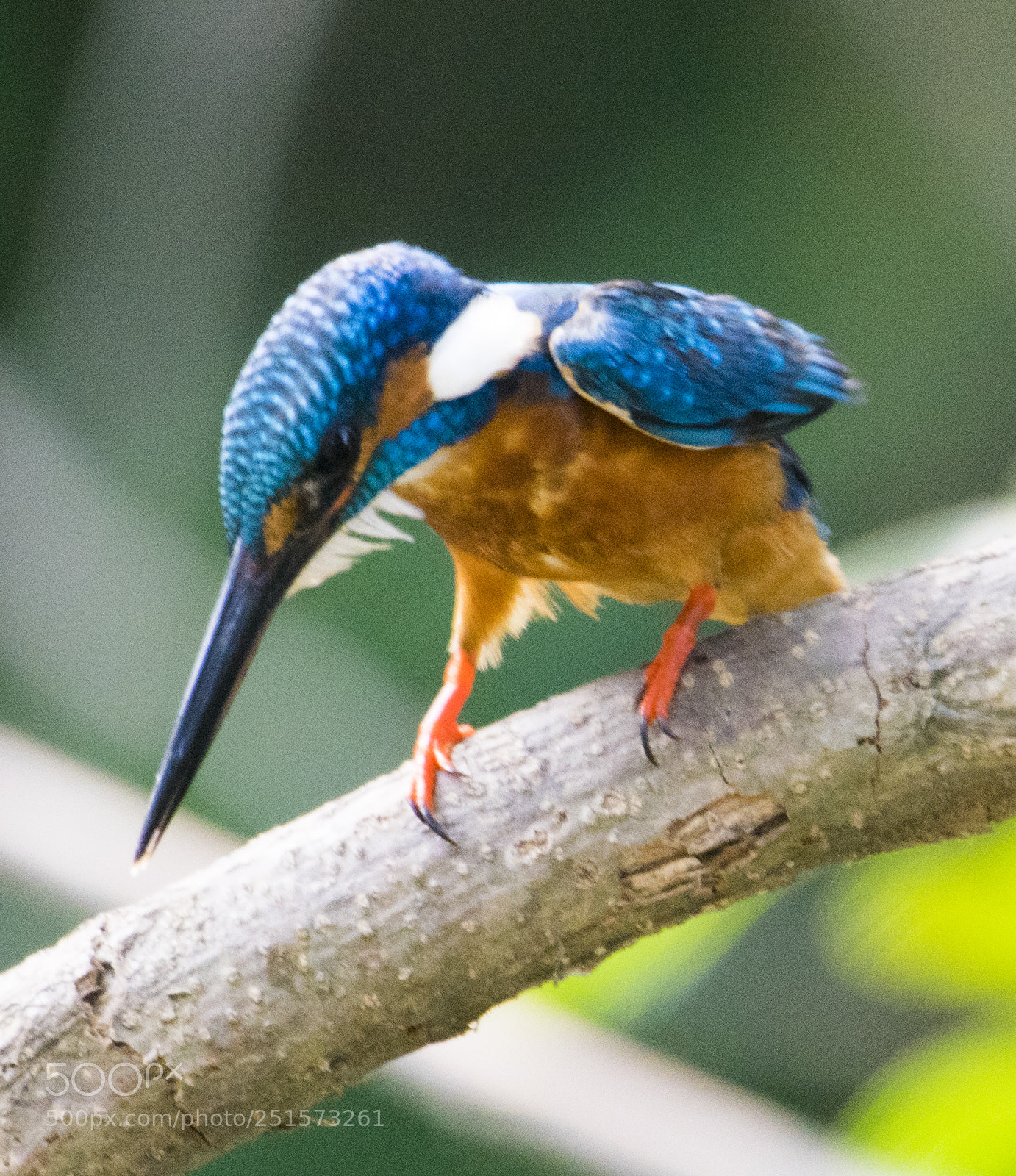 Nikon D5300 sample photo. Birds photography
