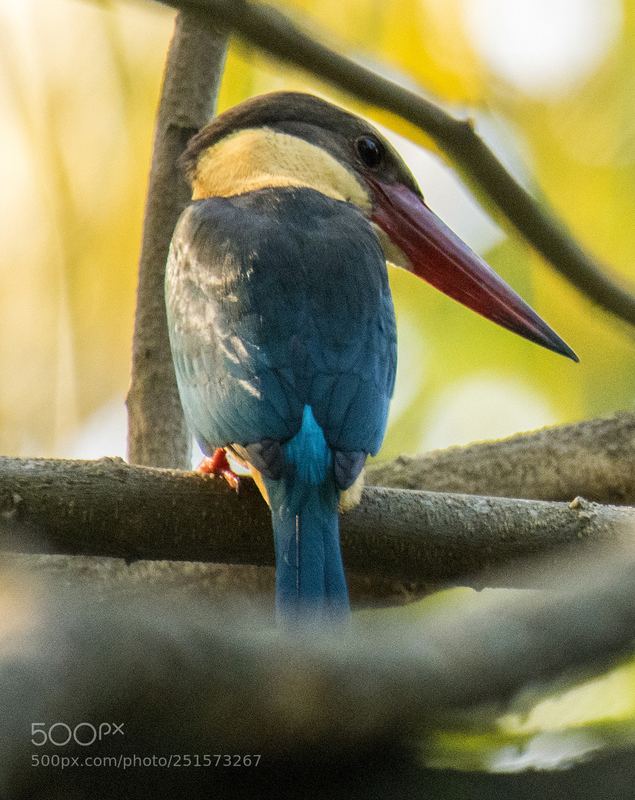 Nikon D5300 sample photo. Birds photography