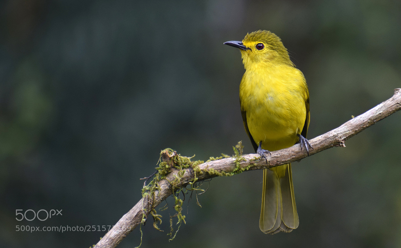 Nikon D5300 sample photo. Birds photography