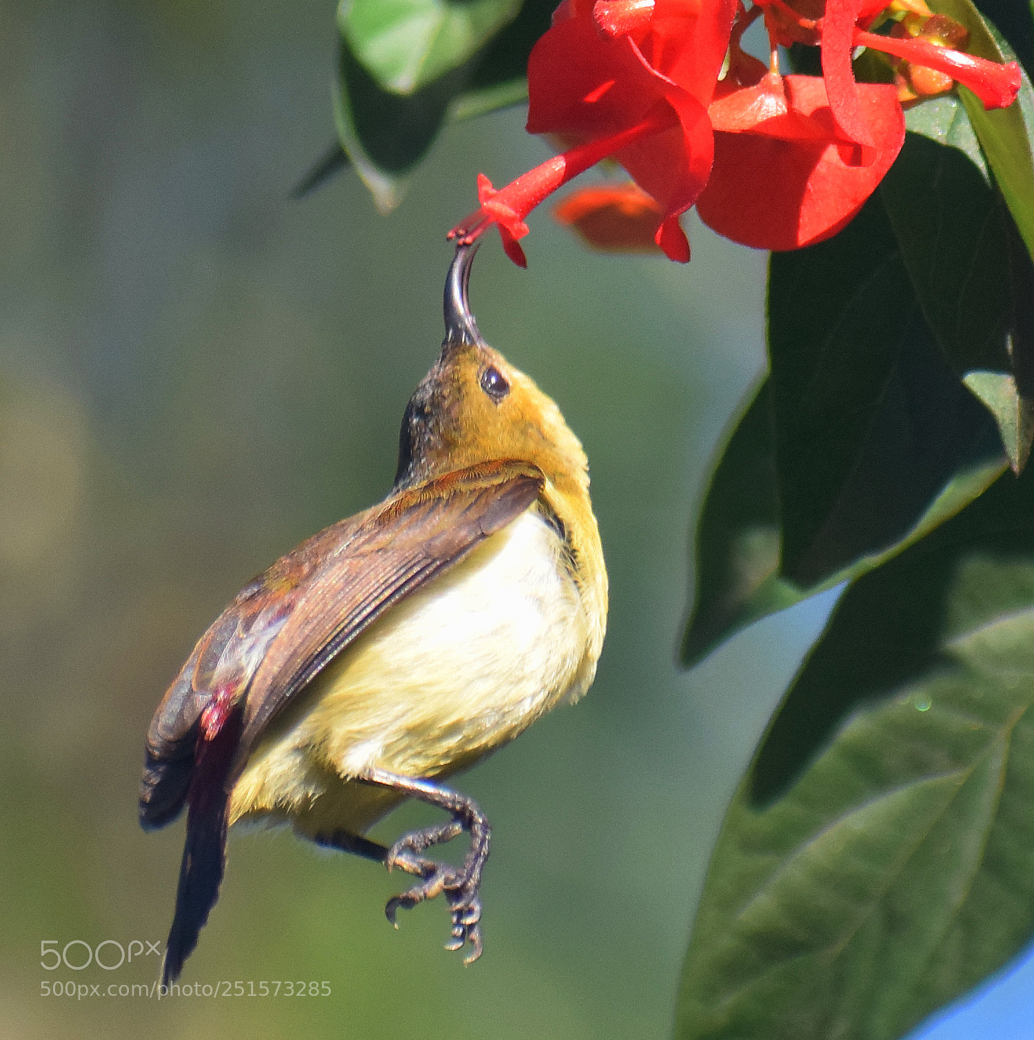 Nikon D5300 sample photo. Birds photography
