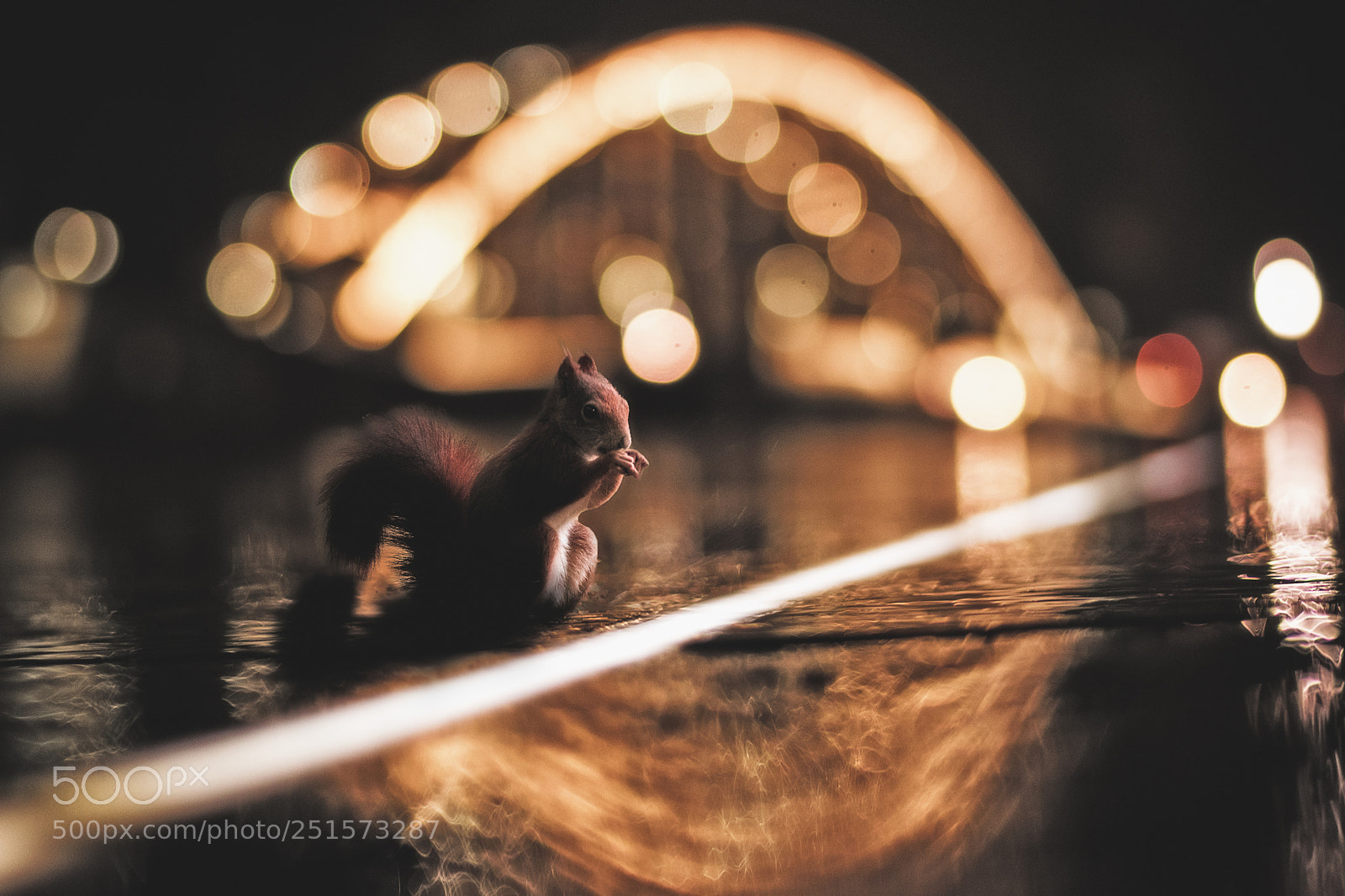 Nikon D5300 sample photo. Squirrel photography