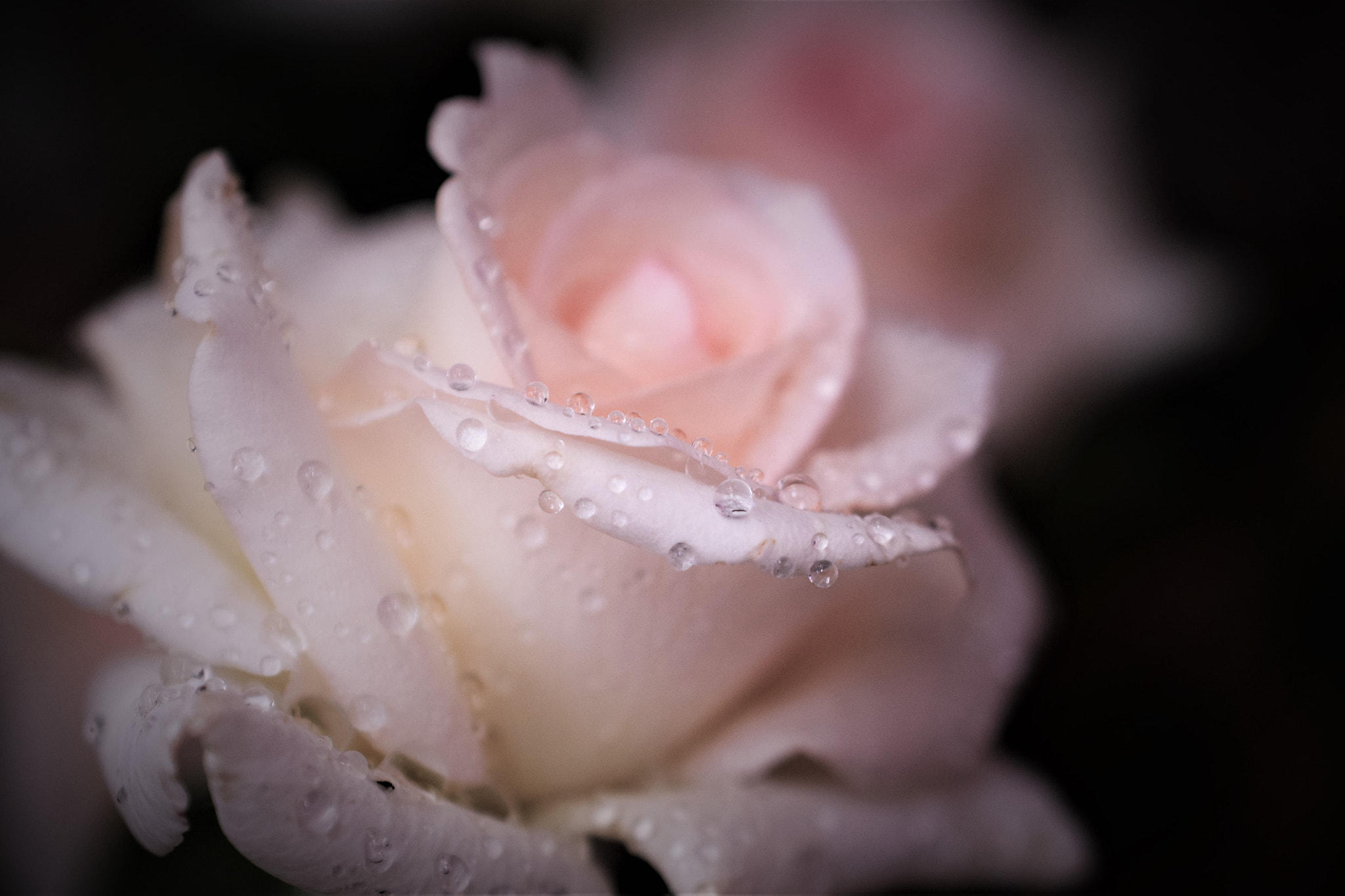 Nikon AF-S DX Micro Nikkor 40mm F2.8 sample photo. Roses photography