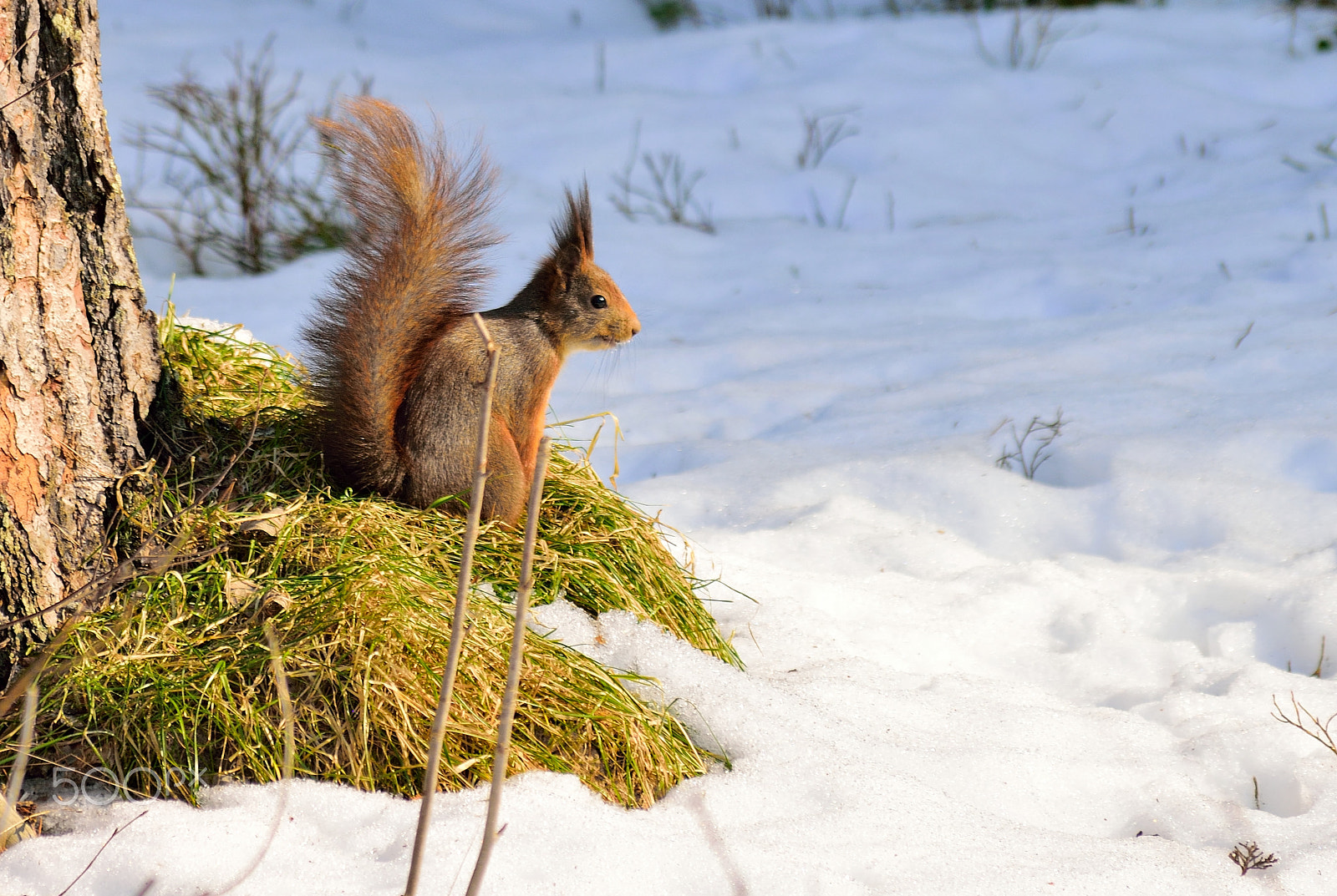 Nikon D5300 sample photo. Mr squirrel photography
