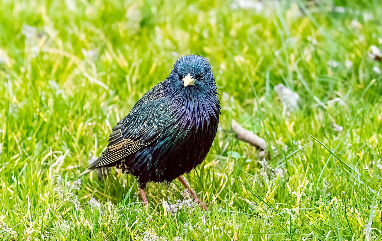 Nikon D500 sample photo. Close up with starling photography