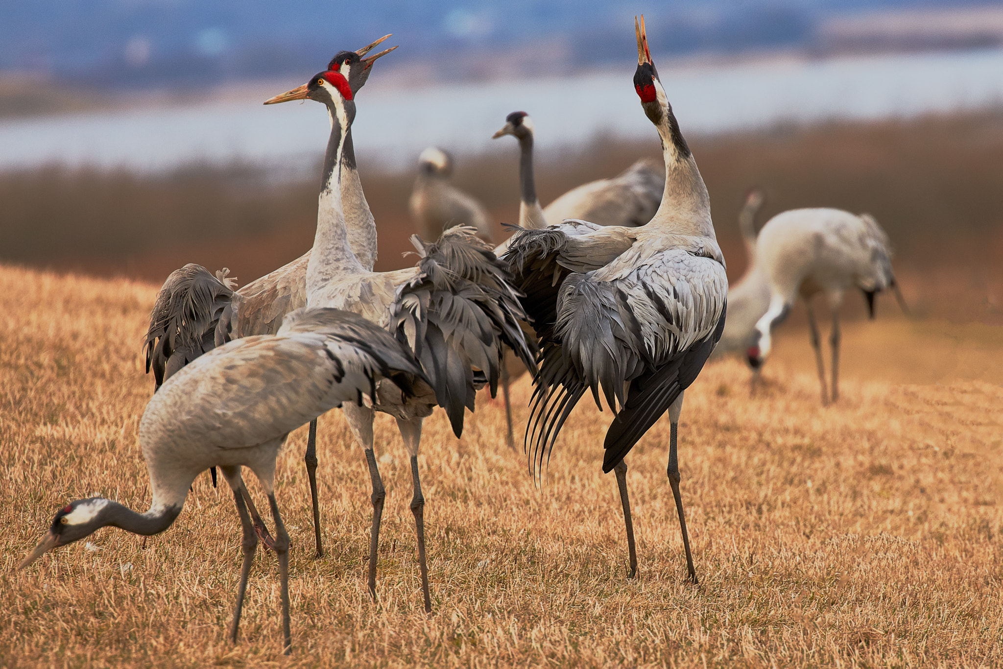 Canon EOS 5DS R sample photo. Cranes photography