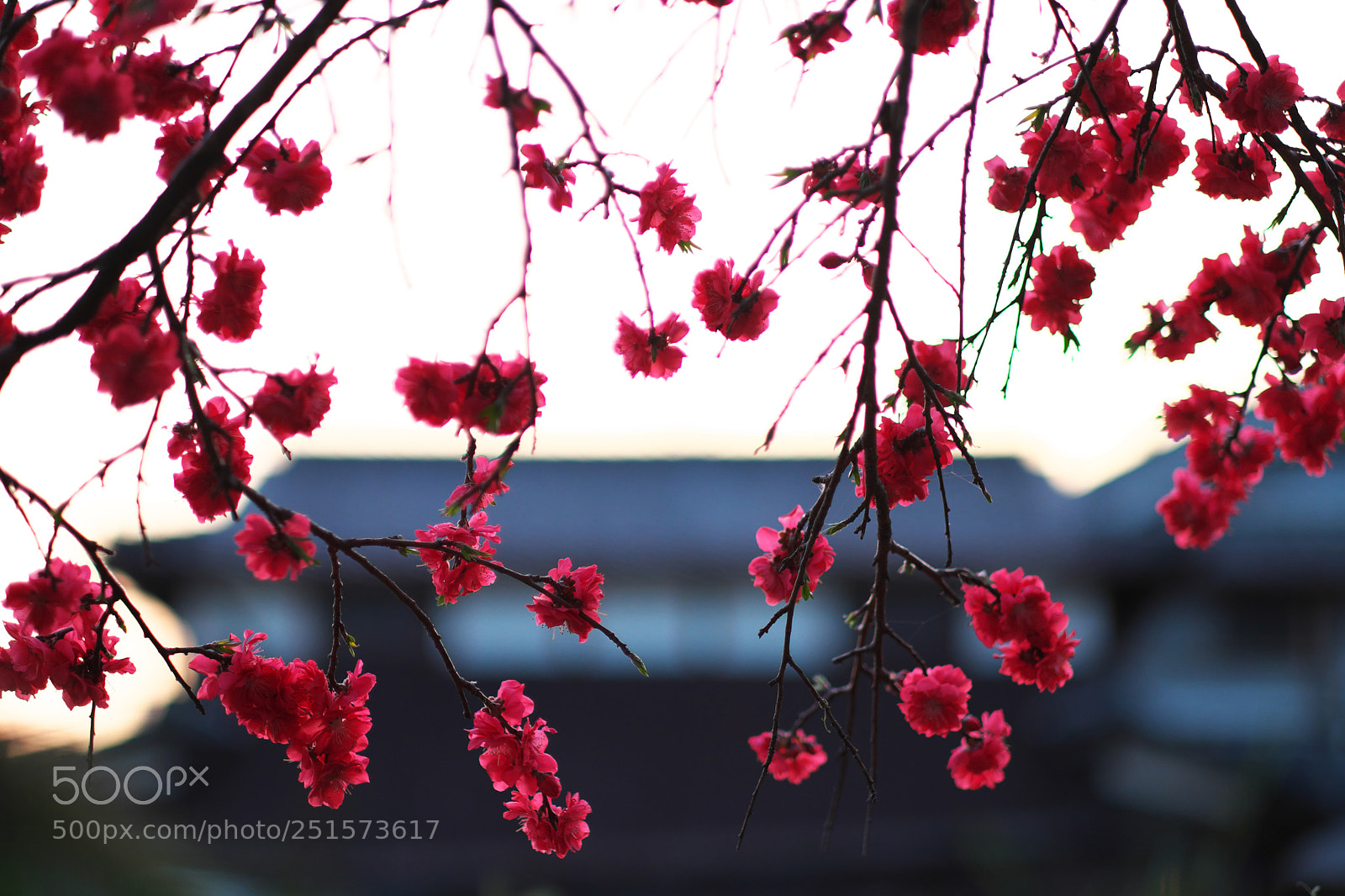 Fujifilm X-T2 sample photo. Last moment photography