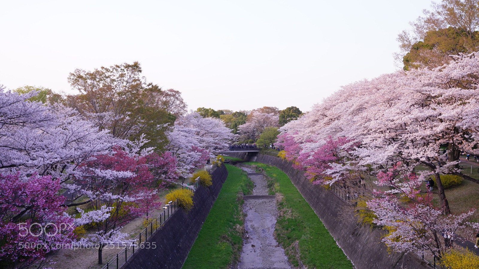 Sony a7R III sample photo. Untitled photography
