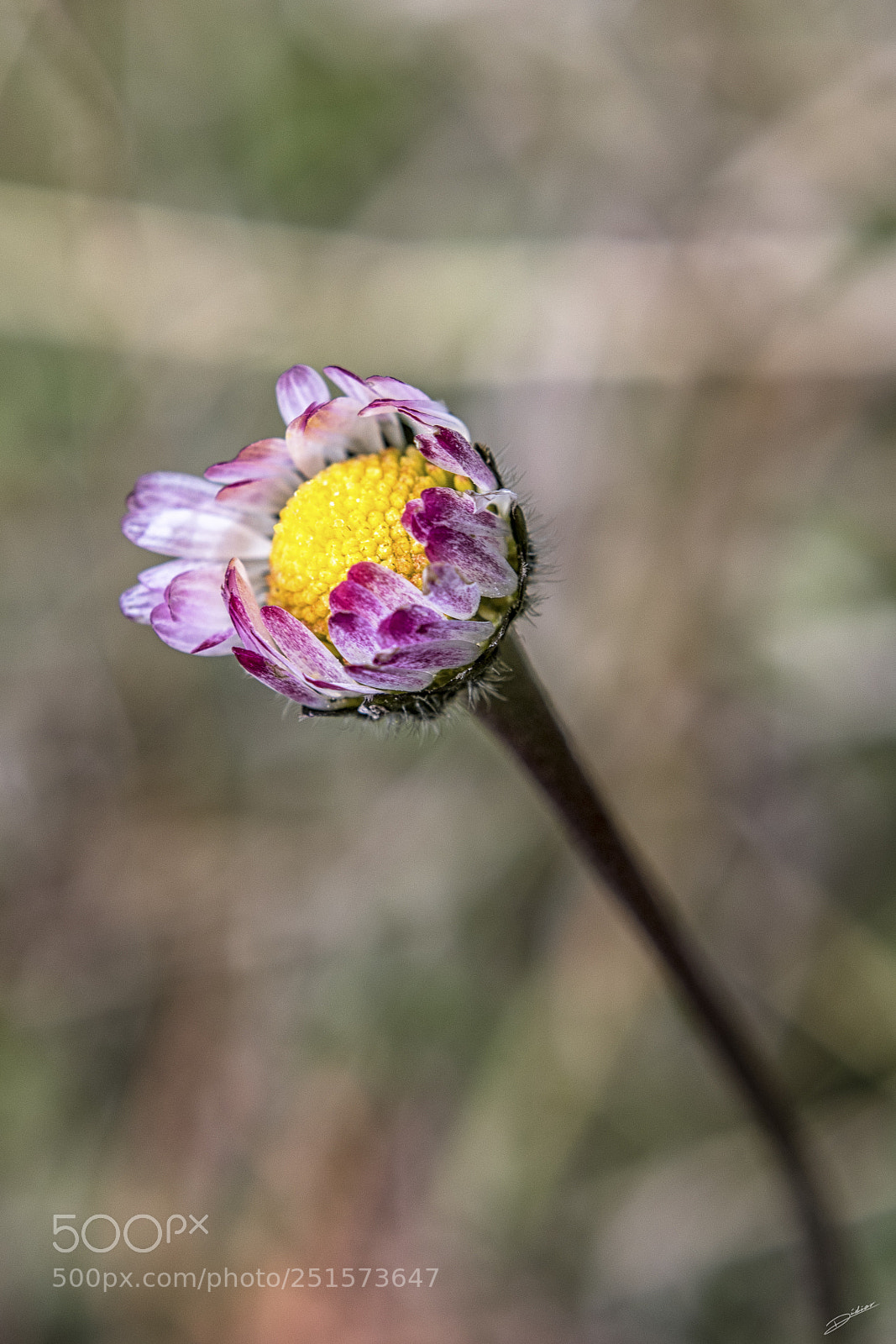 Nikon D5500 sample photo. *** flower *** photography
