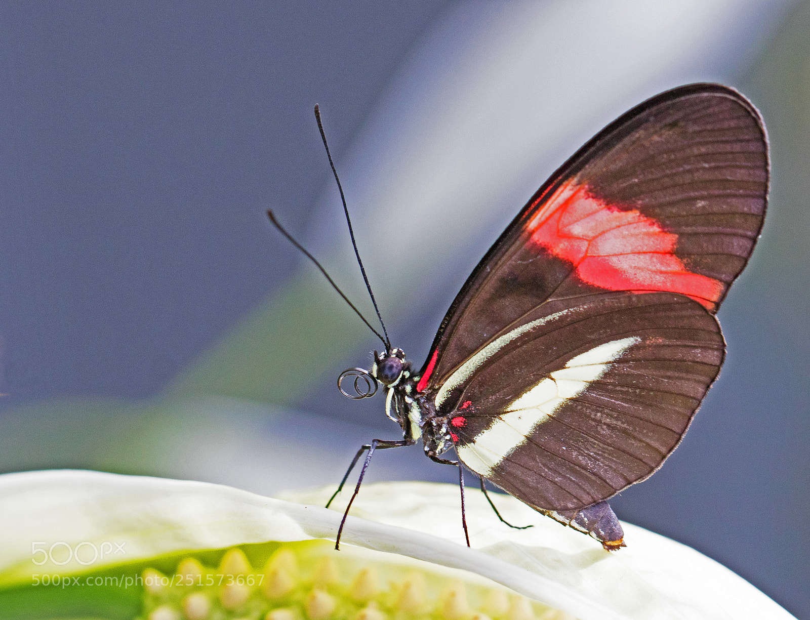 Canon EOS 80D sample photo. Postman butterfly photography