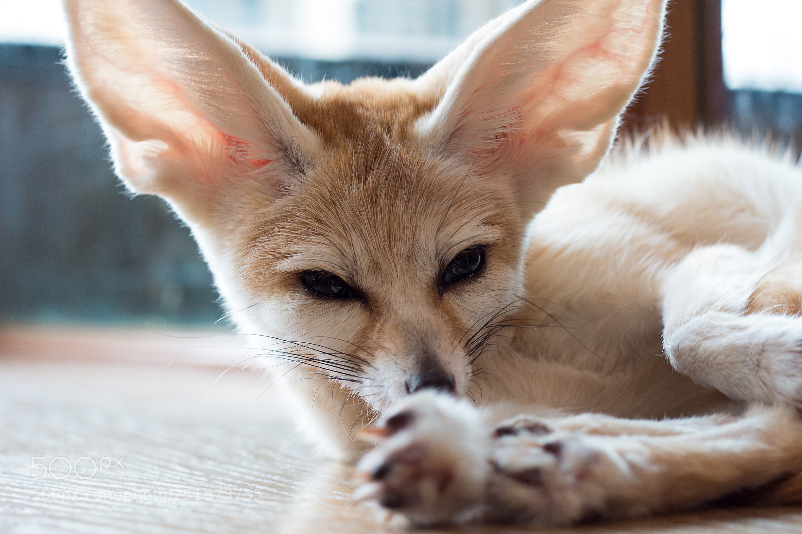 Canon EOS 70D sample photo. Fennec fox 1 year photography