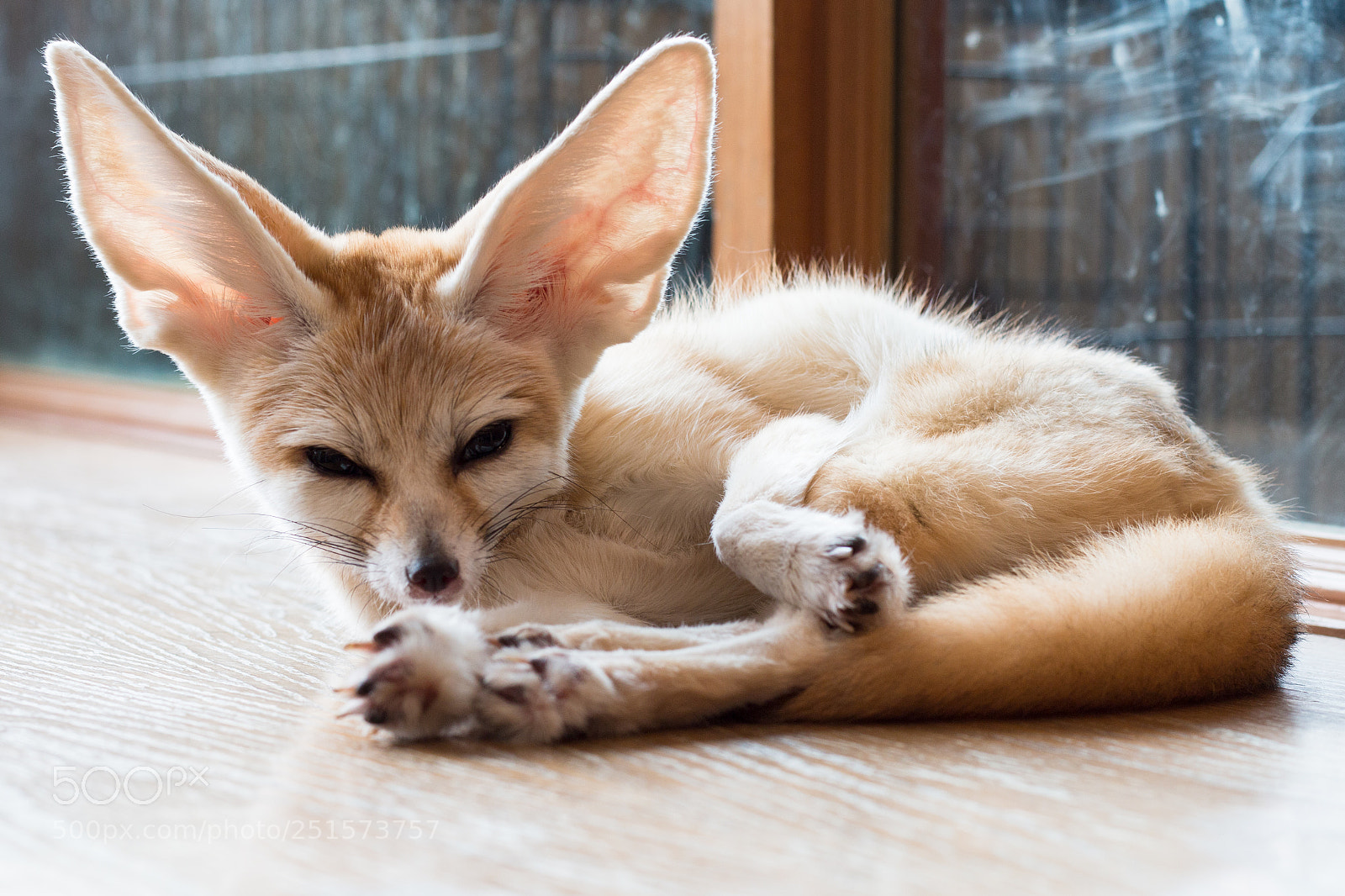Canon EOS 70D sample photo. Fennec fox 1 year photography